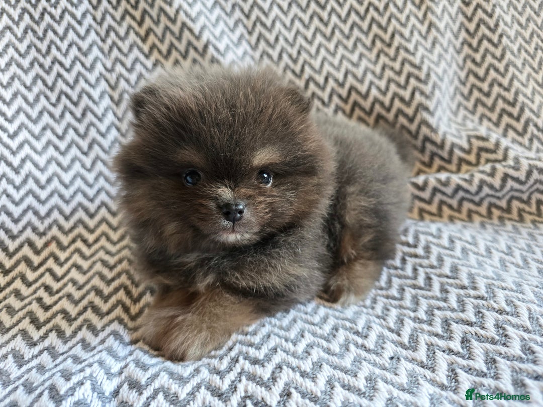 Pomeranian dogs for sale: True to type beautiful blue/choco pomeranians boy  - Image 3