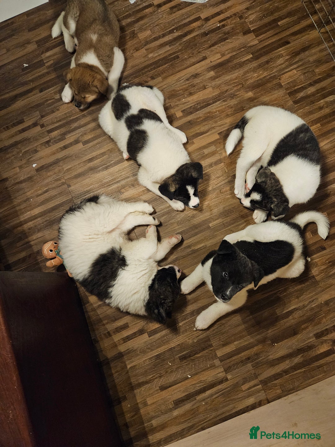 Akita dogs for sale: Beautiful Akita puppies - Advert 3