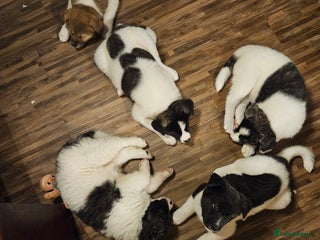 Akita dogs Beautiful Akita puppies - Advert 4