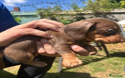 Miniature Dachshund dogs for sale: Miniature Dachshund Pups  in Banbury - Image 26