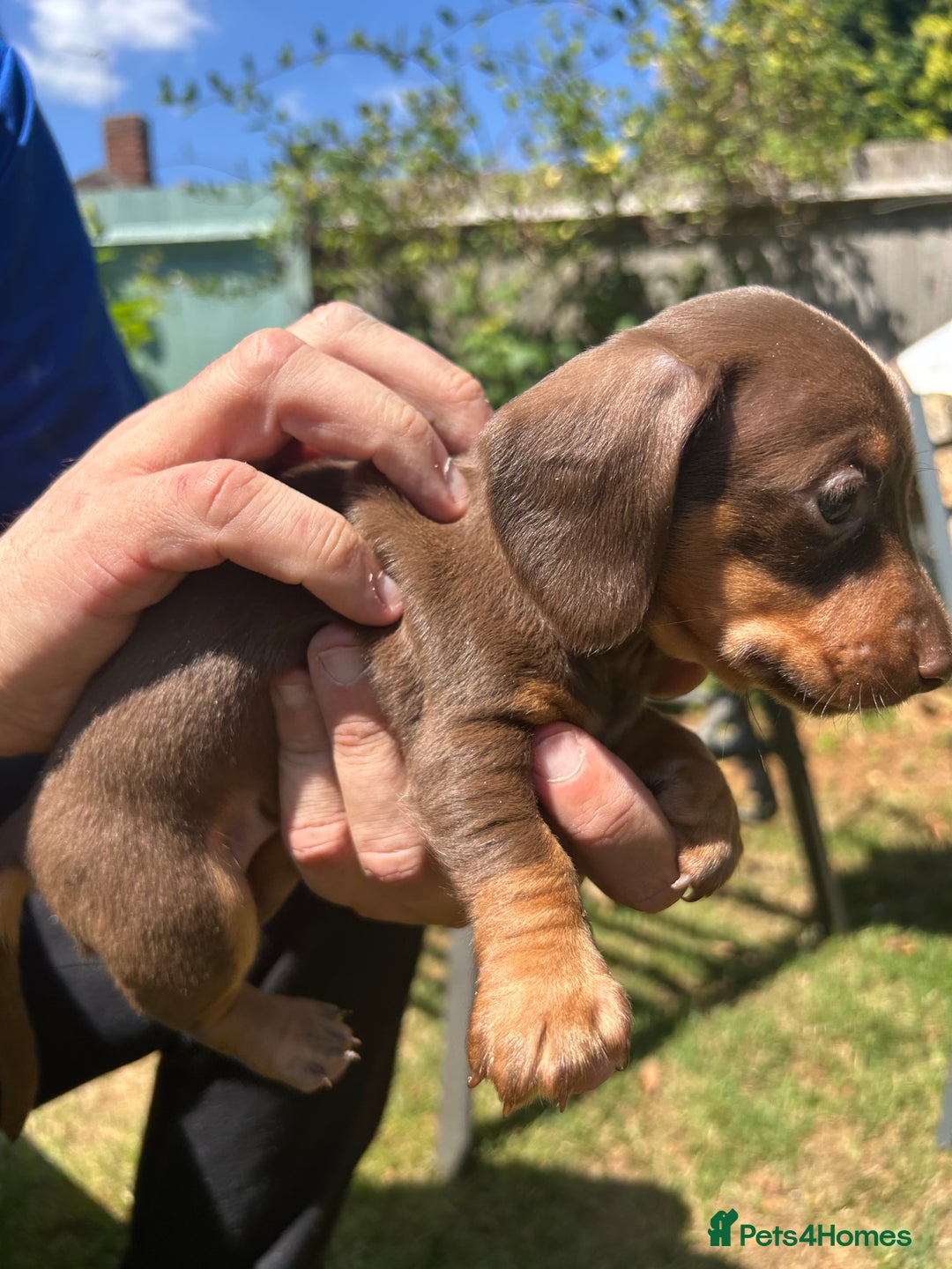 Miniature Dachshund dogs for sale: Miniature Dachshund Pups  in Banbury - Image 26