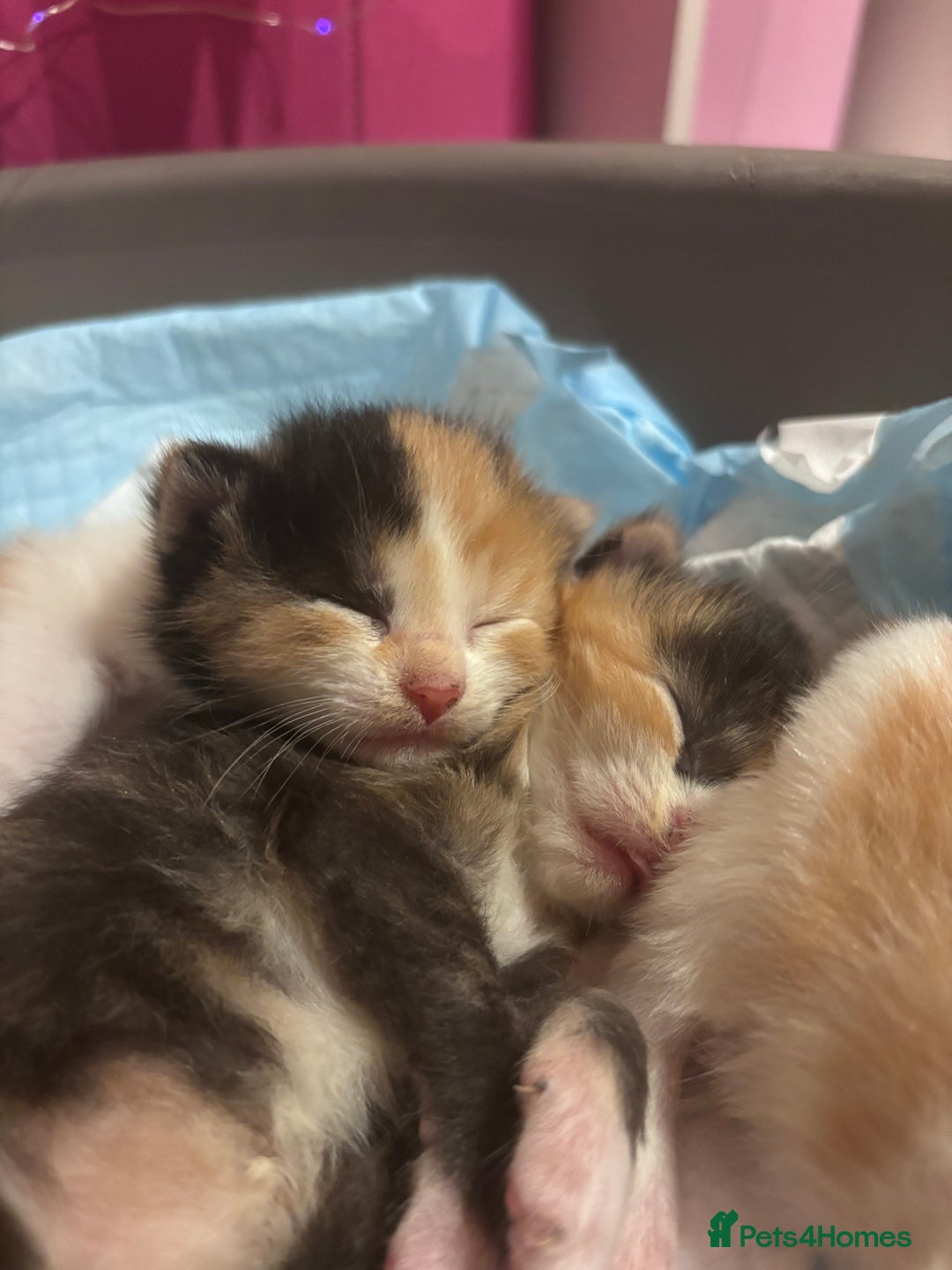 Domestic Shorthair cats for sale: 5 Gorgeous Kittens -  ready on the 7th January  - Advert 11