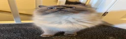 Ragdoll cats for sale: 4 Year Old Male Ragdoll - Advert 1