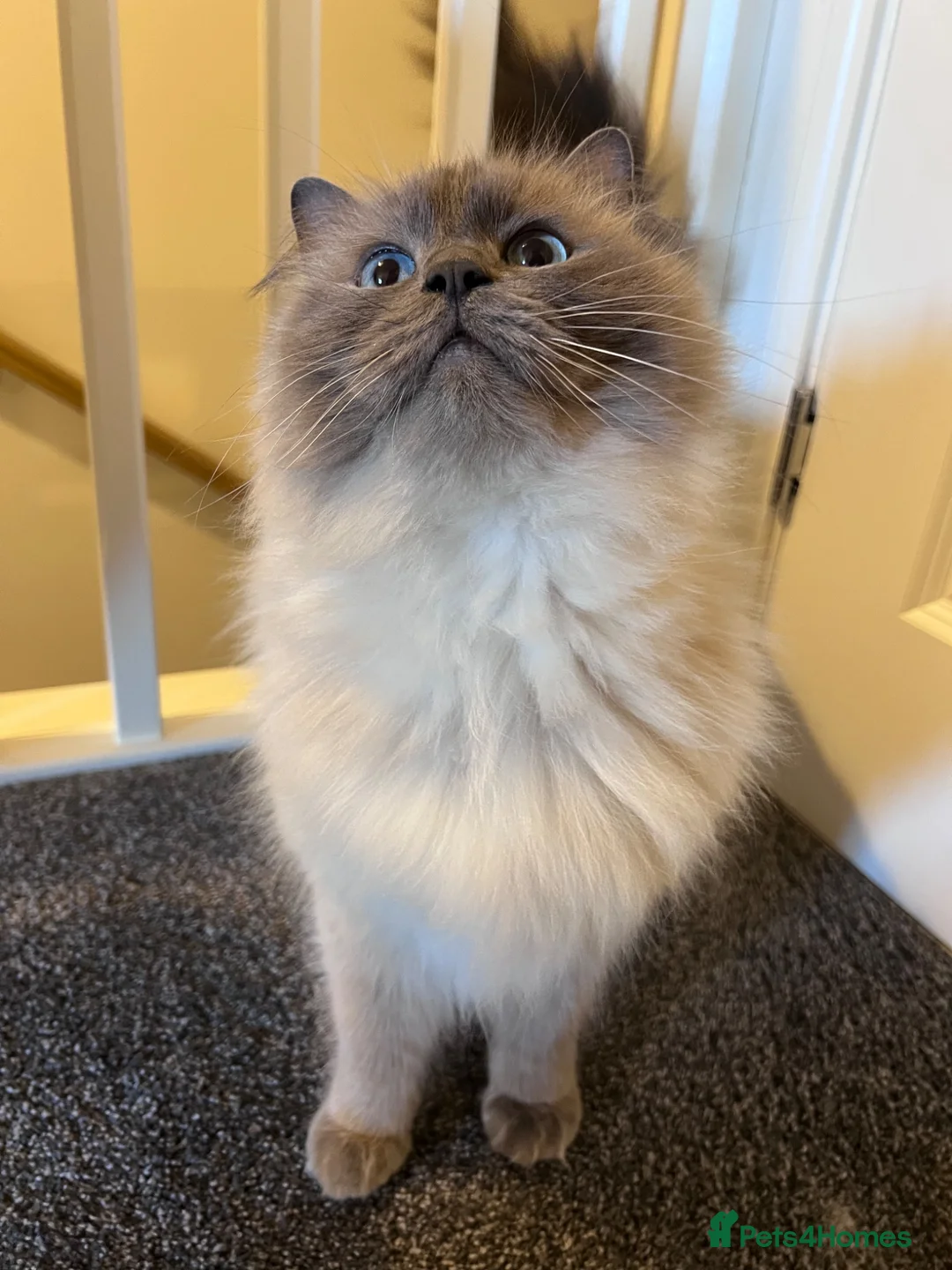 Ragdoll cats for sale: 4 Year Old Male Ragdoll - Advert 1