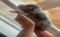 Mixed Breed dogs for sale: American bull staff puppies  - Image 14