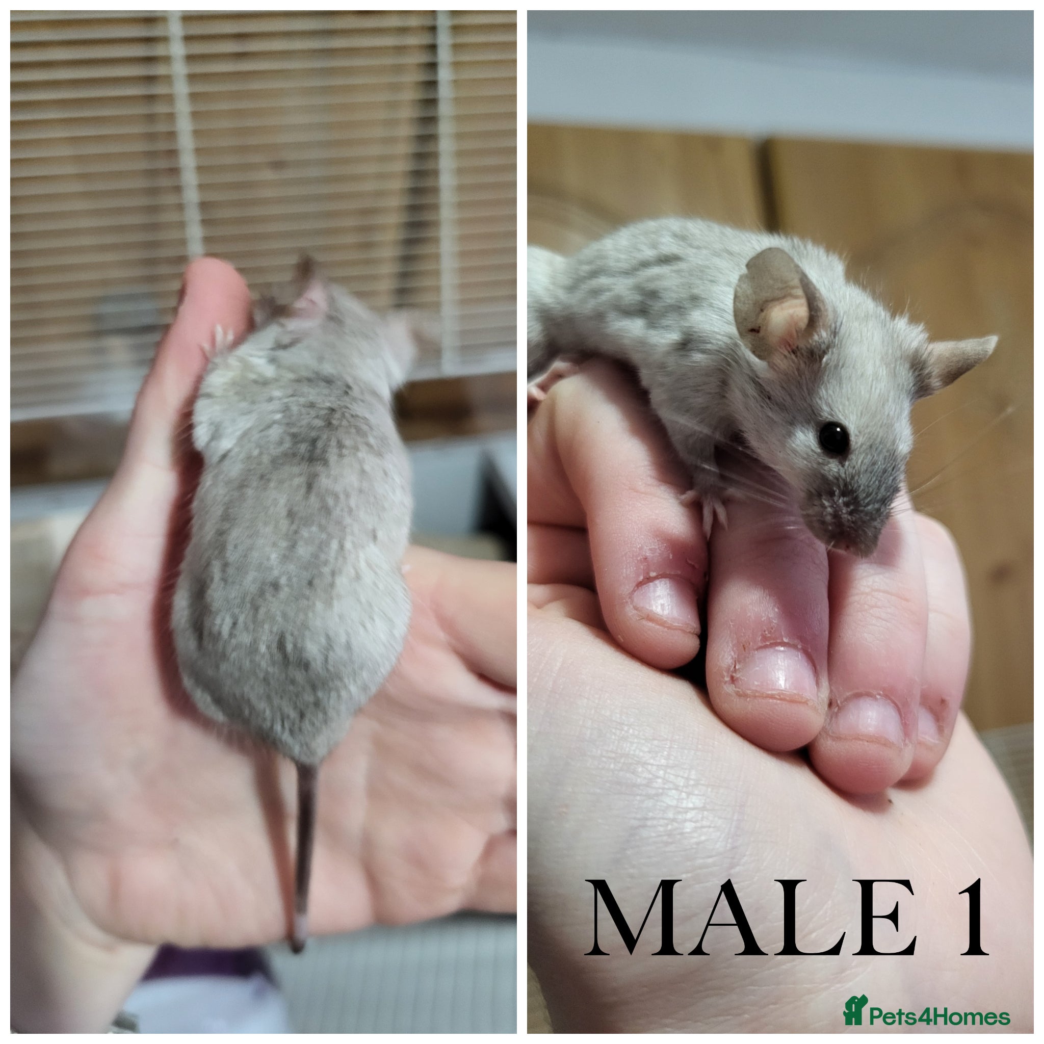 Mouse rodents Male Mice - Advert 2