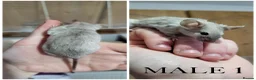 Mouse rodents for sale: Male Mice - Advert 2