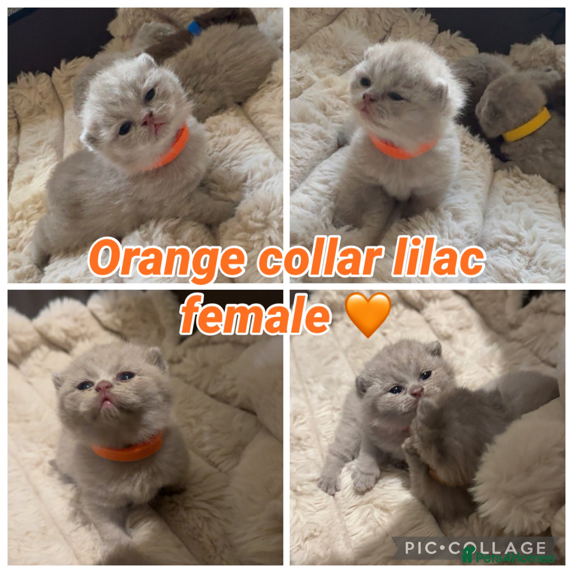 British Shorthair cats Pedigree chunky British shorthair kittens  - Advert 4