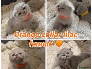 British Shorthair cats Pedigree chunky British shorthair kittens - Advert 4