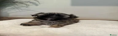Shih Tzu 2