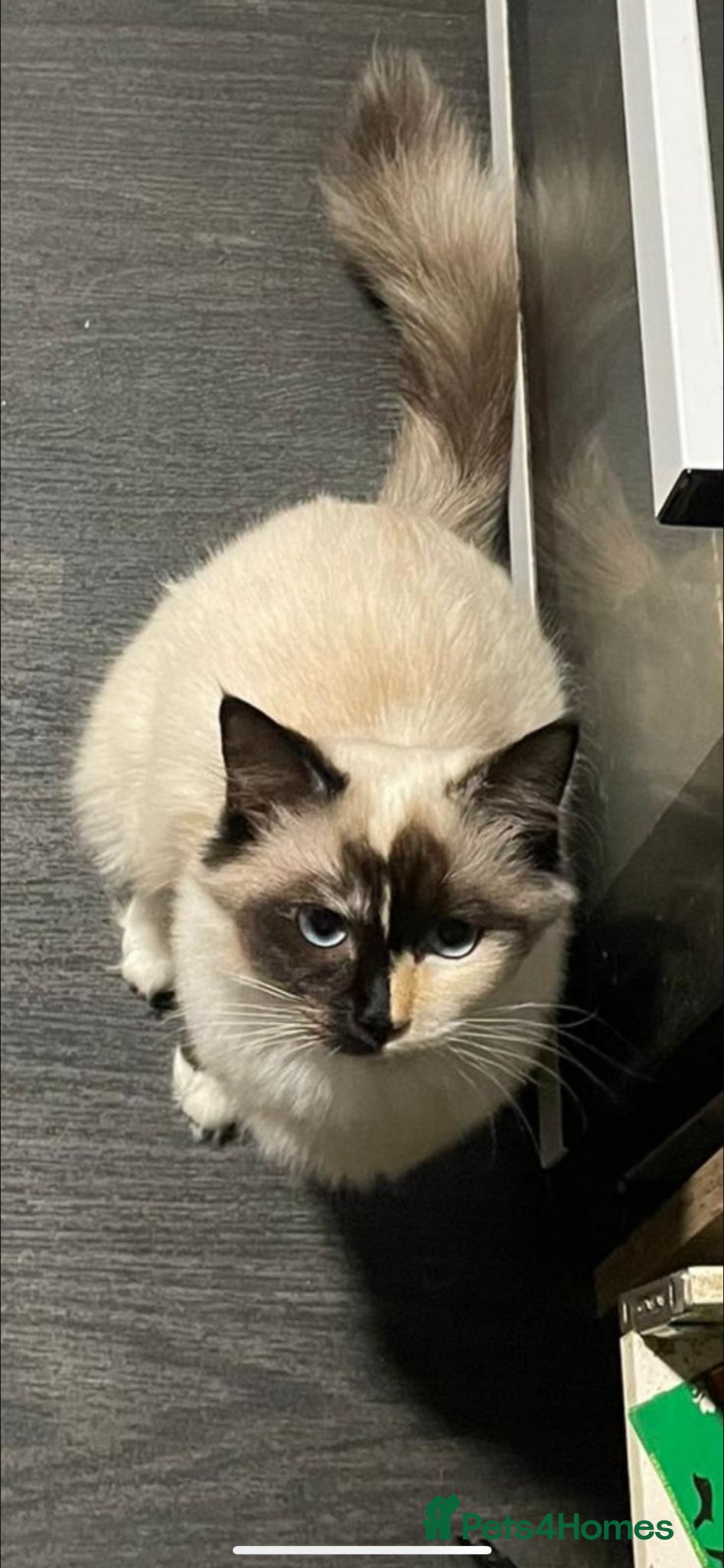 Ragdoll cats for sale: Blue eyed female Ragdoll for sale!  - Advert 3