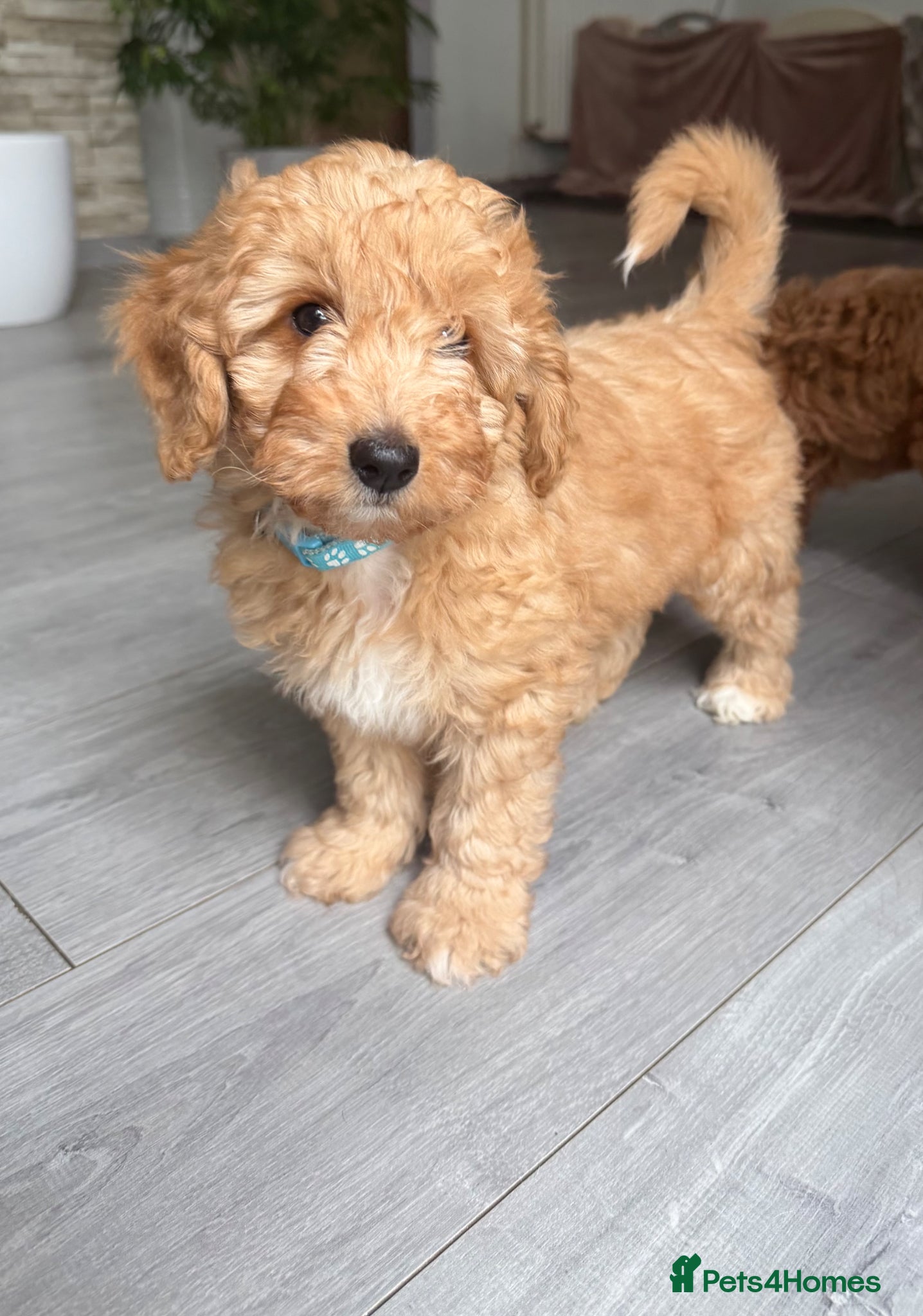 Australian Labradoodle dogs 🐶READY TO GO LAST 2 AVAILABLE🐶 - Advert 8