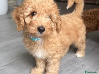 Australian Labradoodle dogs 🐶READY TO GO LAST 2 AVAILABLE🐶 - Advert 8