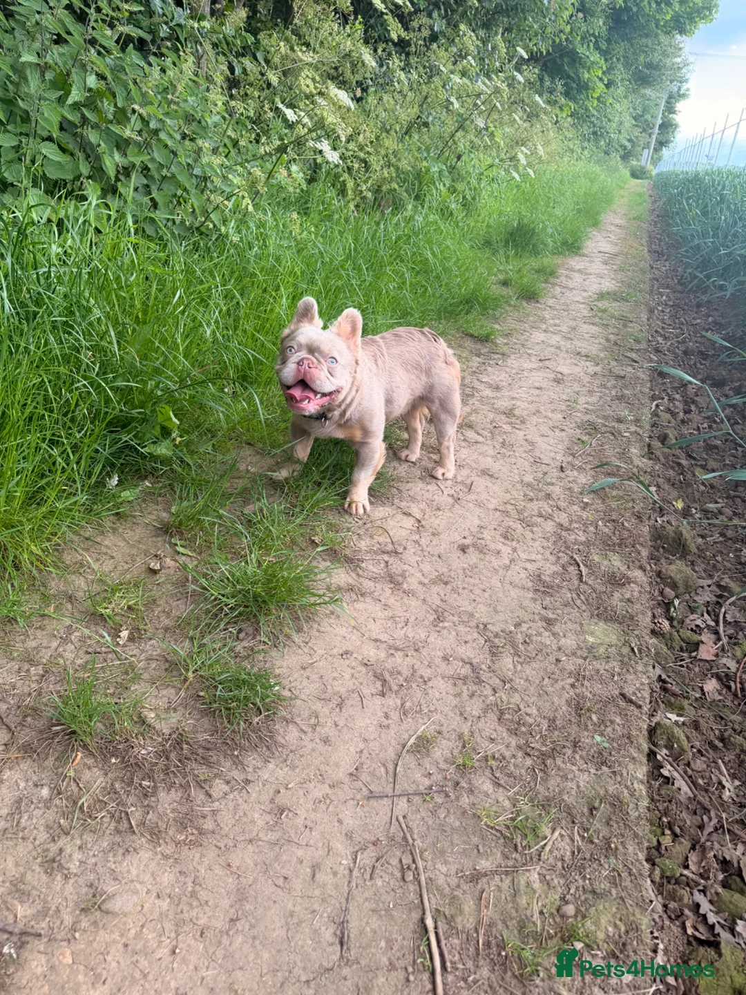 French Bulldog dogs for stud: New shade fluffy & tan - Advert 3