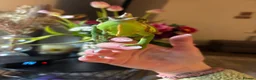 Chameleon reptiles for sale: Male Yemen Chameleon  in Manchester - Advert 3