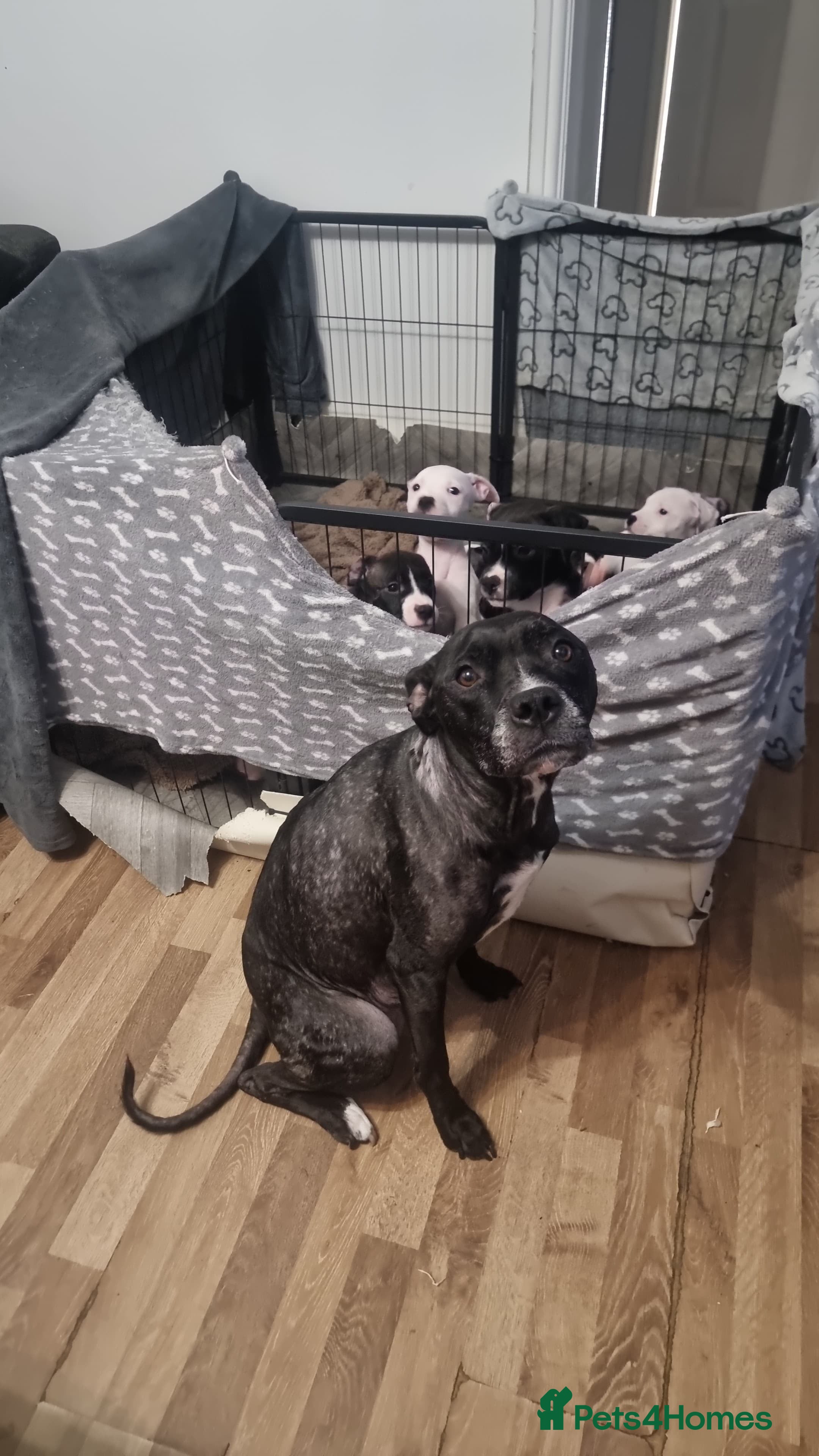 Staffordshire Bull Terrier dogs Staffordshire Bull Terrier puppy's for sale  - Advert 1