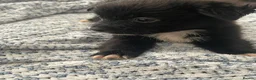 Pomchi dogs for sale: Pomchi puppies - Advert 4