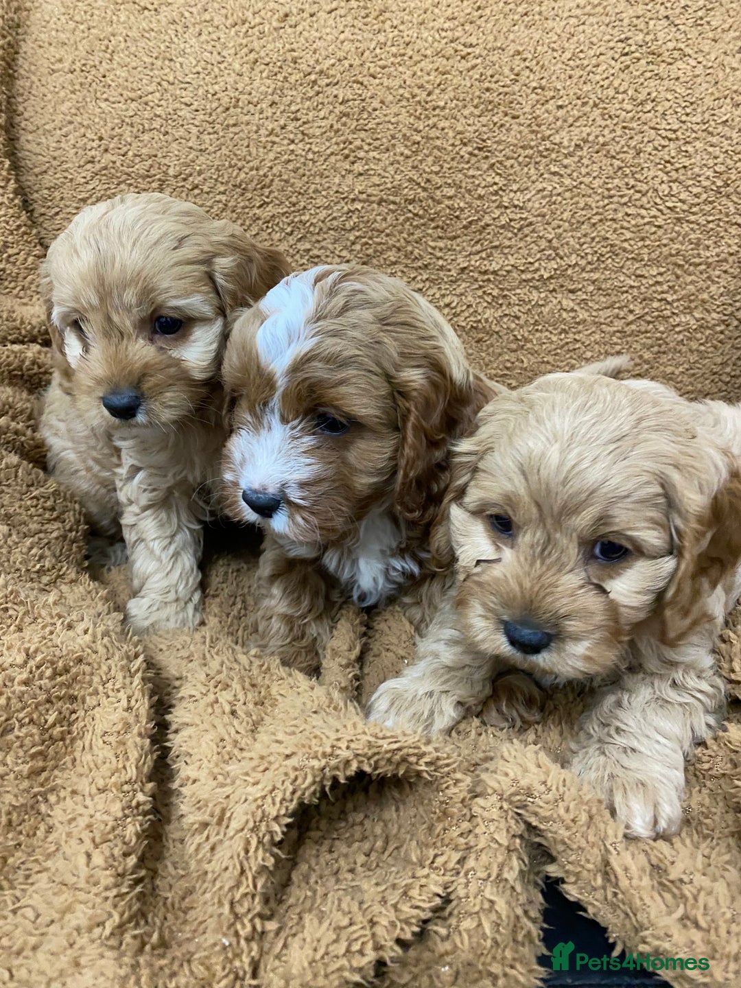 Cavapoo dogs for sale: F1 Cavapoo - Advert 3