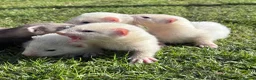 Ferret rodents for sale: Gorgeous chunky baby ferrets  - Advert 6