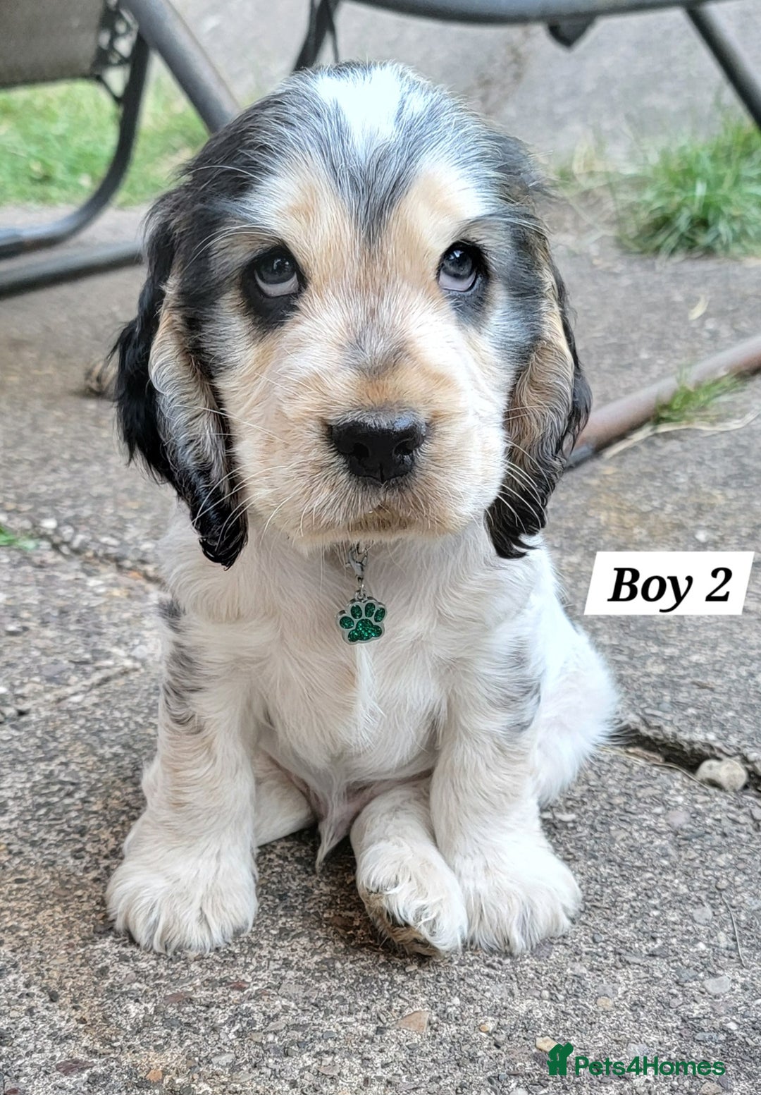 Cocker Spaniel dogs for sale: Blue Roan Tan-Sable Cocker Spaniel– KC bloodline - Image 5