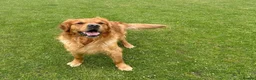 Golden Retriever dogs for stud: Bailey Golden Retriever available for Stud  - Advert 2