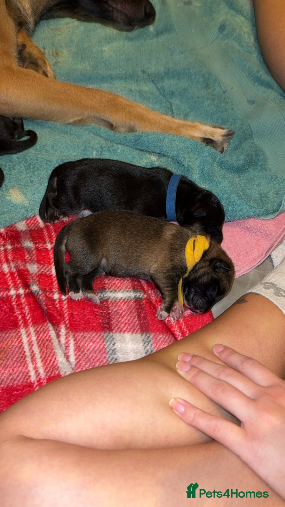 Mixed Breed dogs for sale: Belgian malinois x German Shepherd puppies  - Advert 11