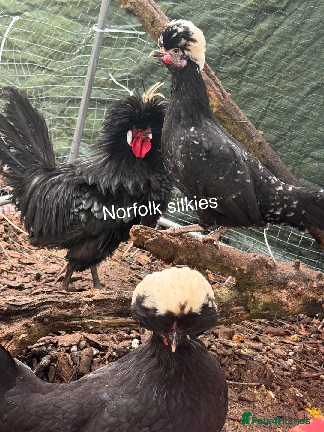 Chickens poultry for sale: Polish breeding group 8 hens 2 male  - Advert 1