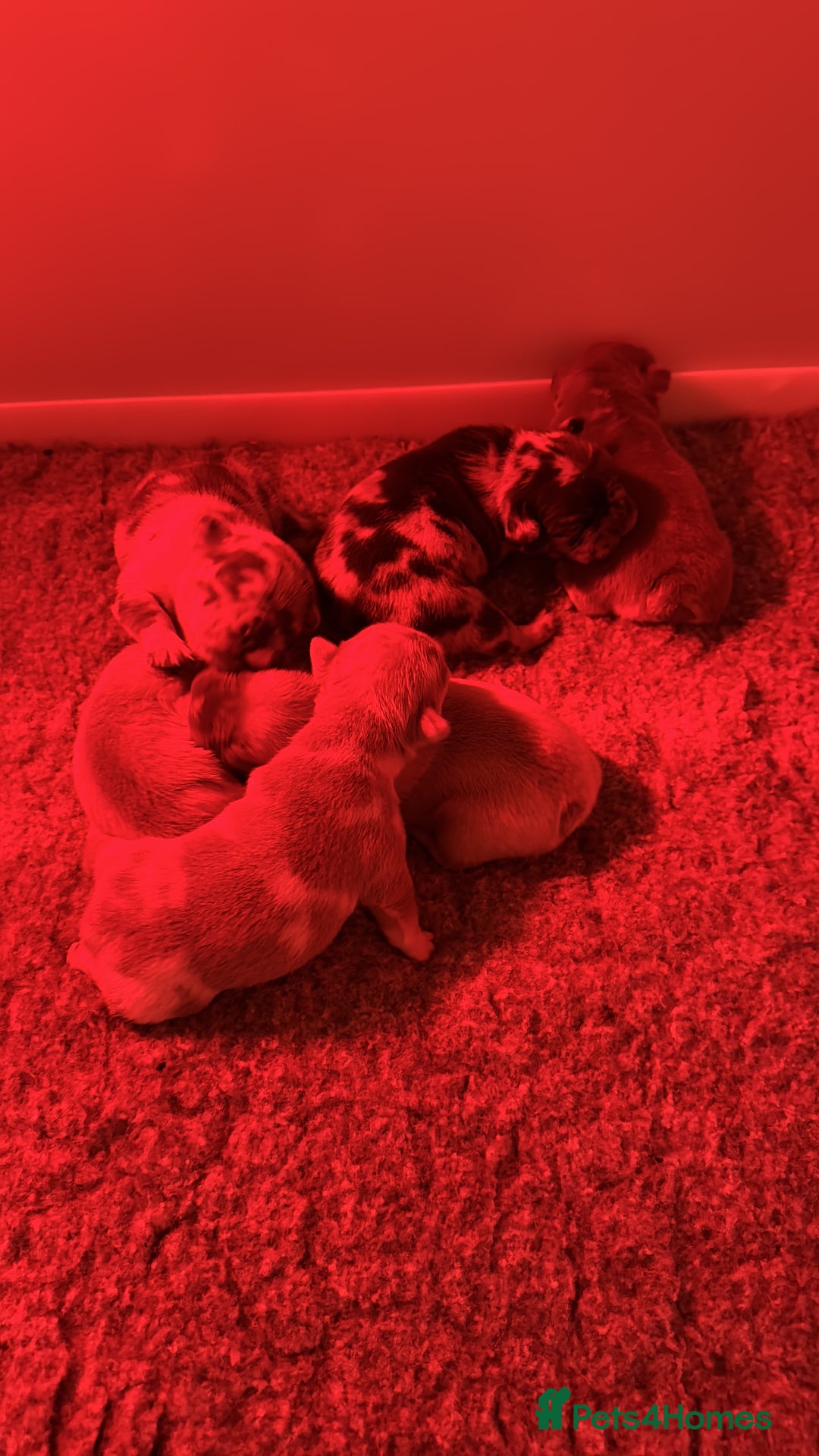 French Bulldog dogs for sale: French Bulldog Puppies  - Advert 3