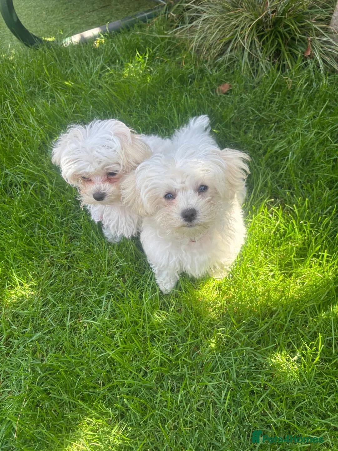 Maltese dogs for sale: 🐶 Beautiful Maltese Puppies for Sale 🐶 in Hayes - Advert 2