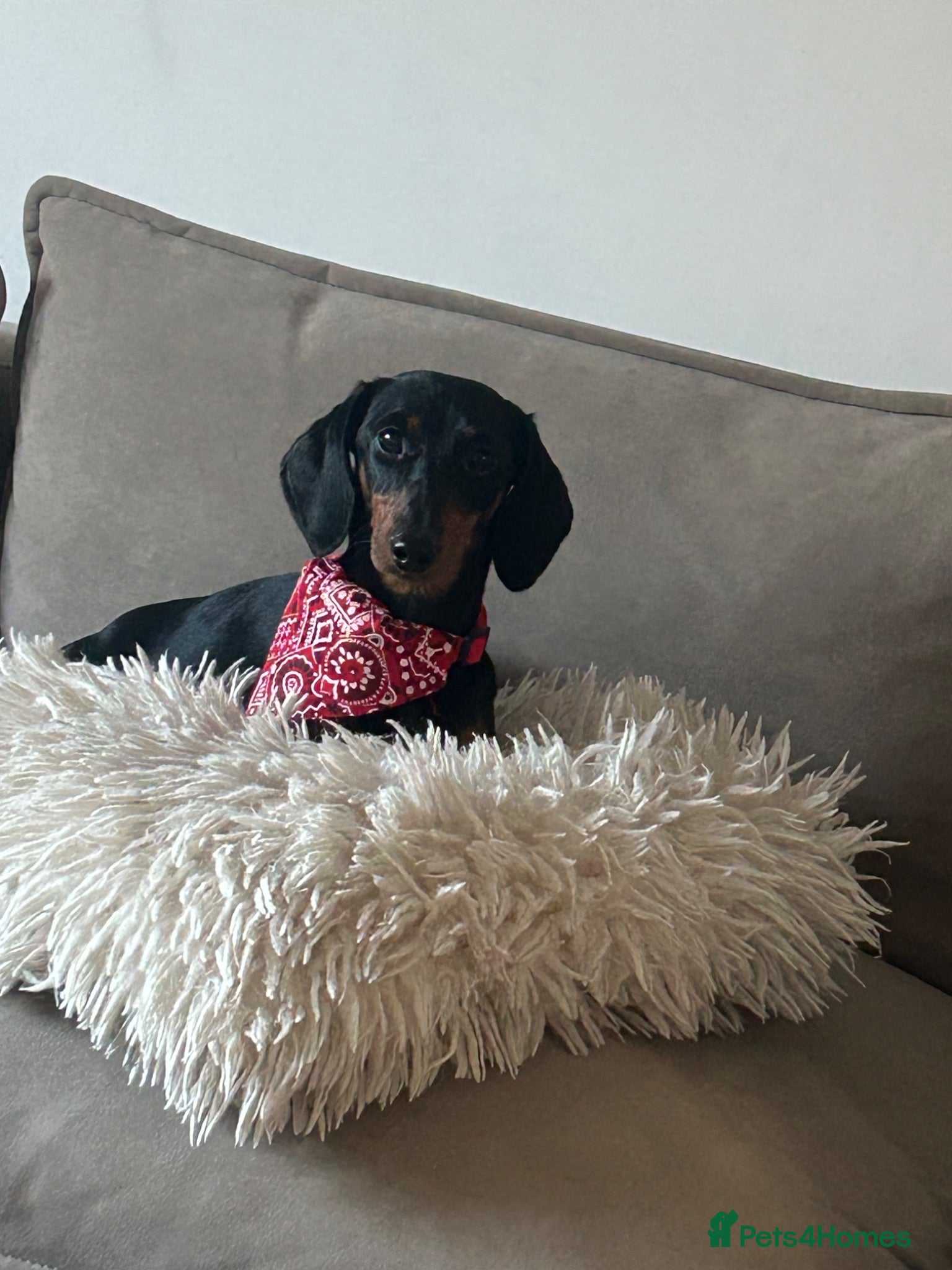 Miniature Dachshund dogs Black and Tan smooth haired miniature dachshund - Advert 1