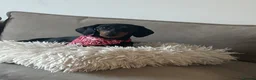 Miniature Dachshund dogs for stud: Black and Tan smooth haired miniature dachshund - Advert 1
