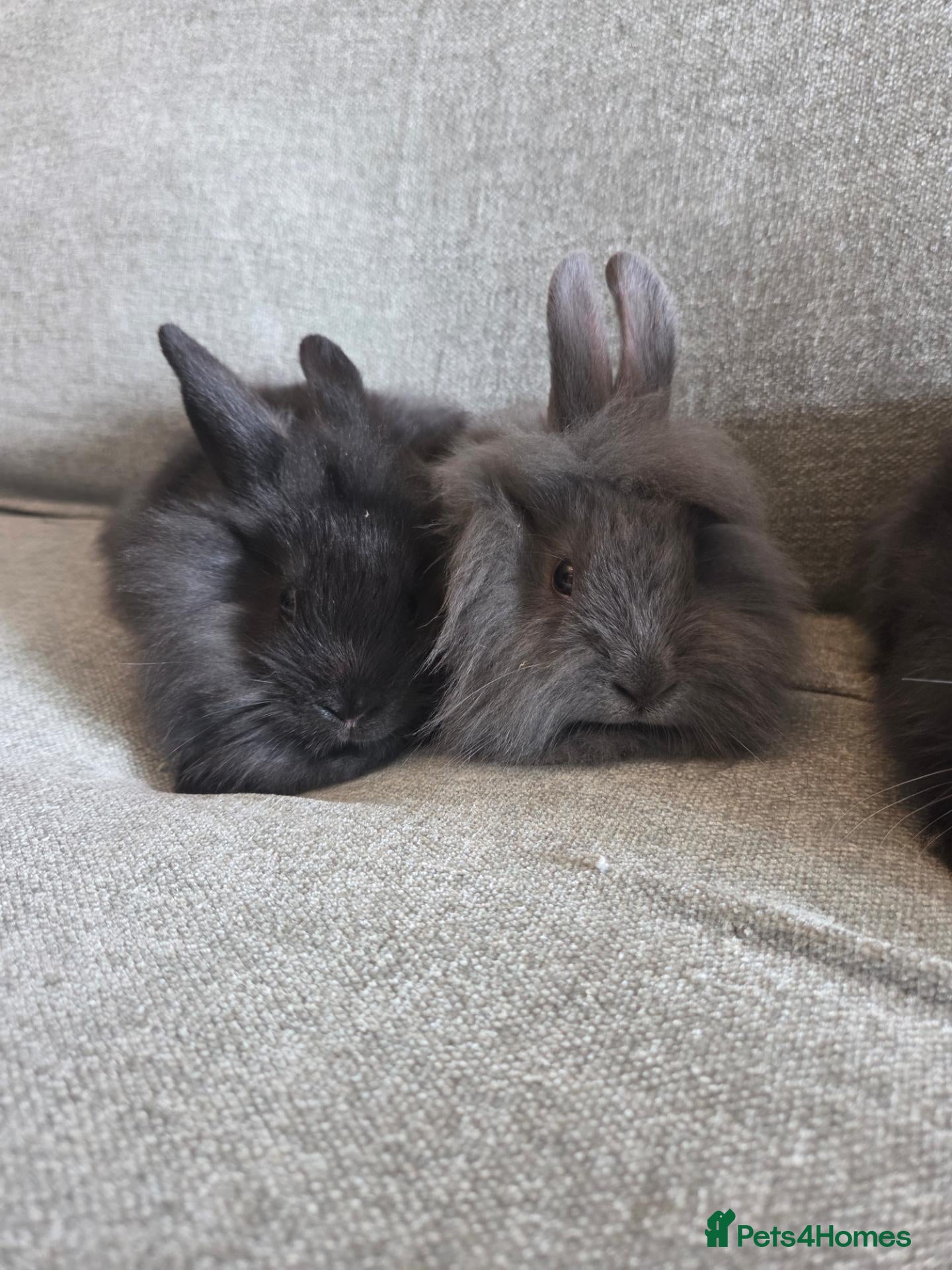 Lionhead rabbits Very tame 8wk lion head baby bunnies  - Advert 2