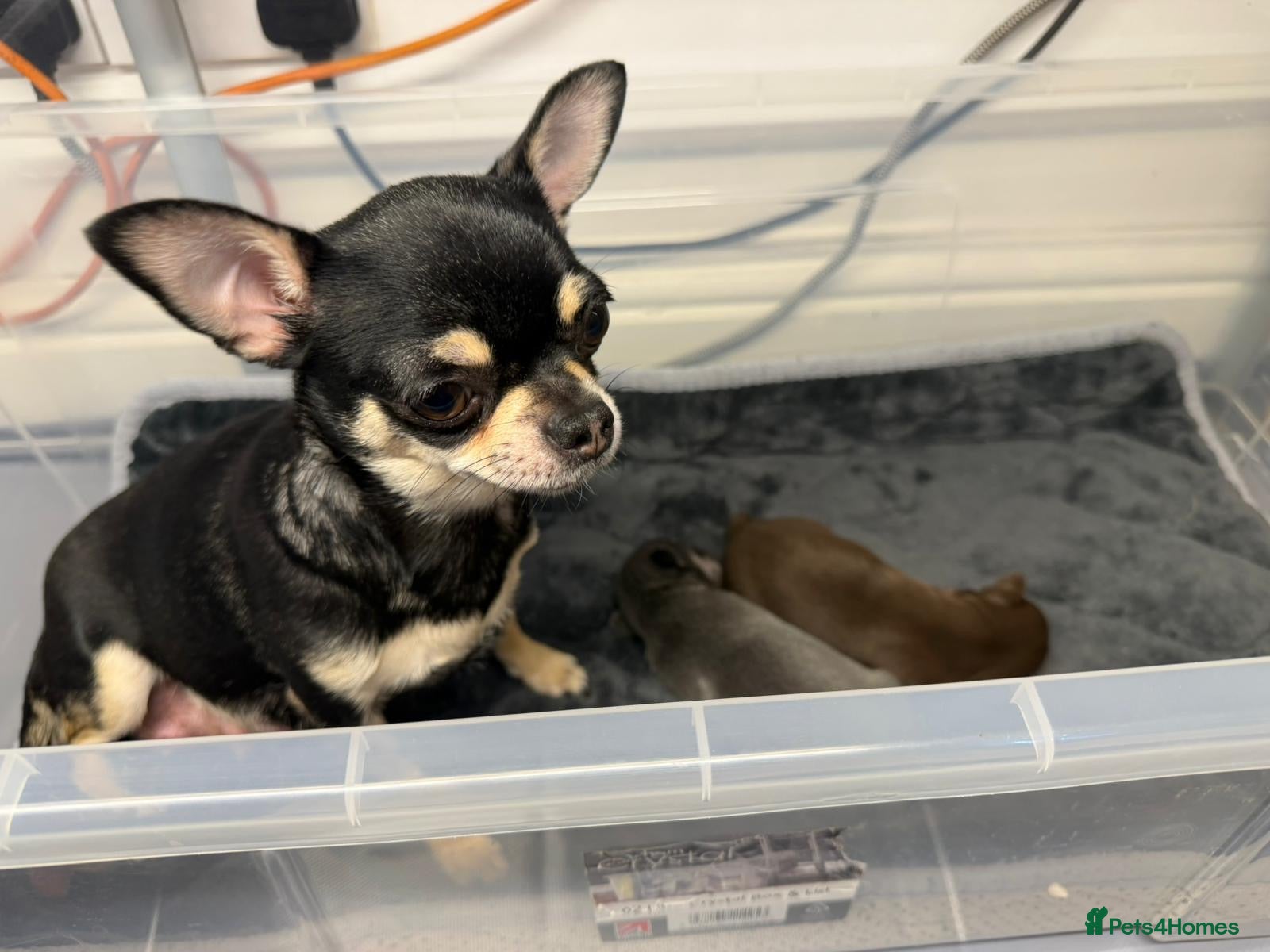 Chihuahua dogs Two beautiful chihuahua puppies - Advert 1