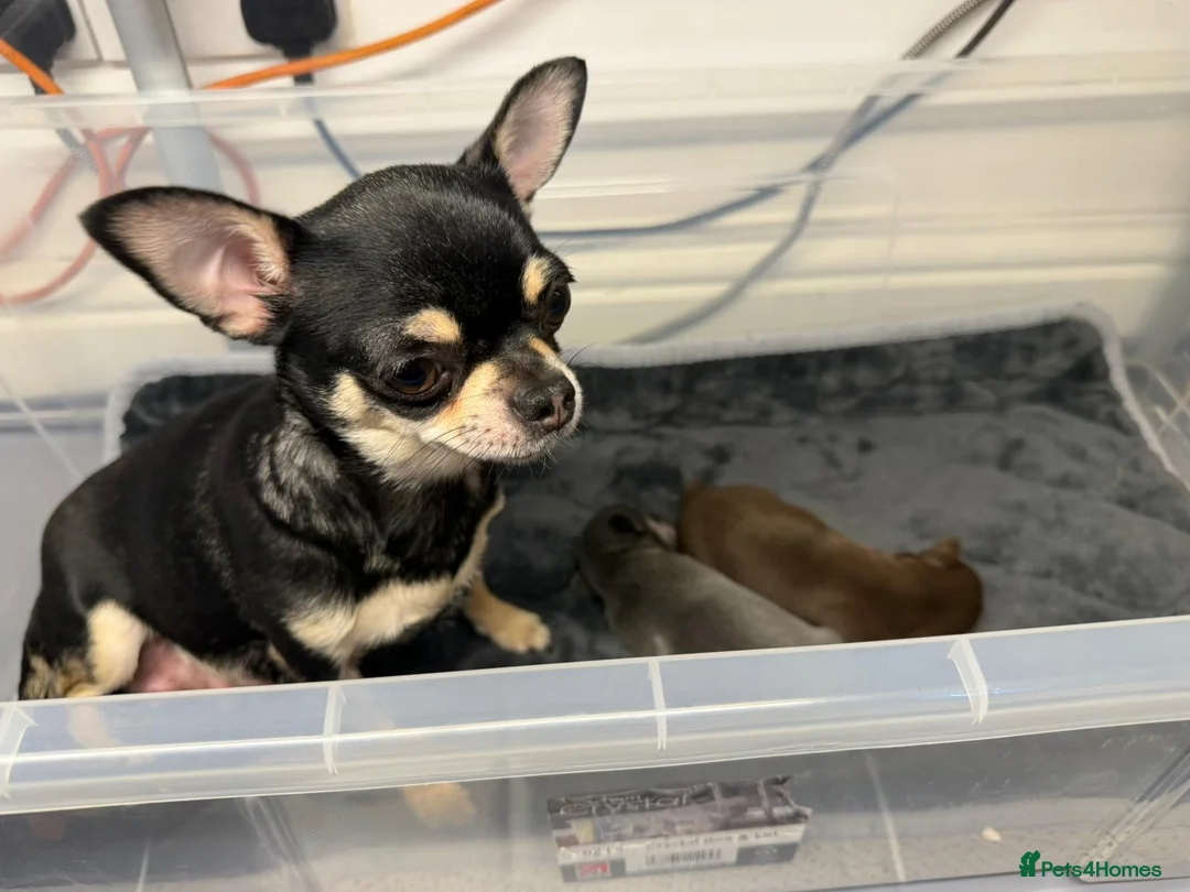 Chihuahua dogs for sale: Two beautiful chihuahua puppies - Advert 1