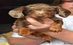 Dachshund dogs for sale: true miniature dachshund puppies ready now  - Image 25