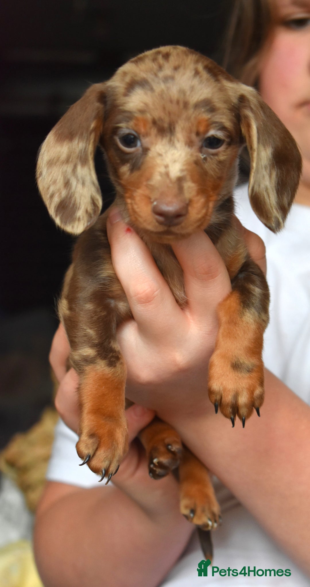 Dachshund dogs for sale: true miniature dachshund puppies ready now  - Image 25