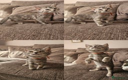 Mixed Breed cats for sale: Silver bengal x Scottish fold kittens - Image 2