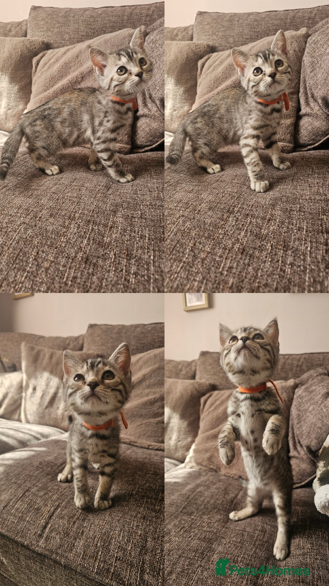 Mixed Breed cats for sale: Silver bengal x Scottish fold kittens - Image 2