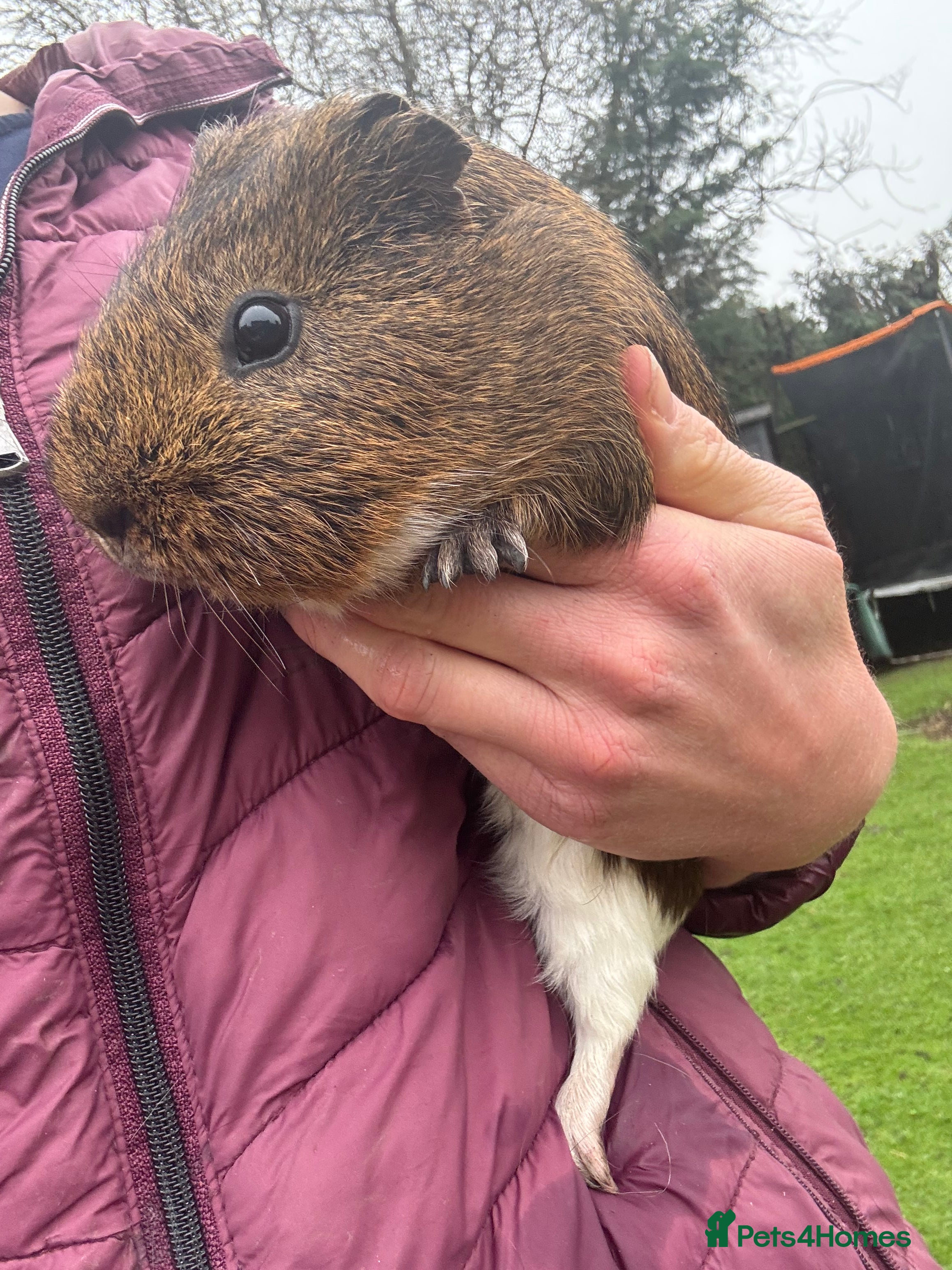 Guinea Pig rodents Adult male guinea pigs left  £10 each - Advert 22