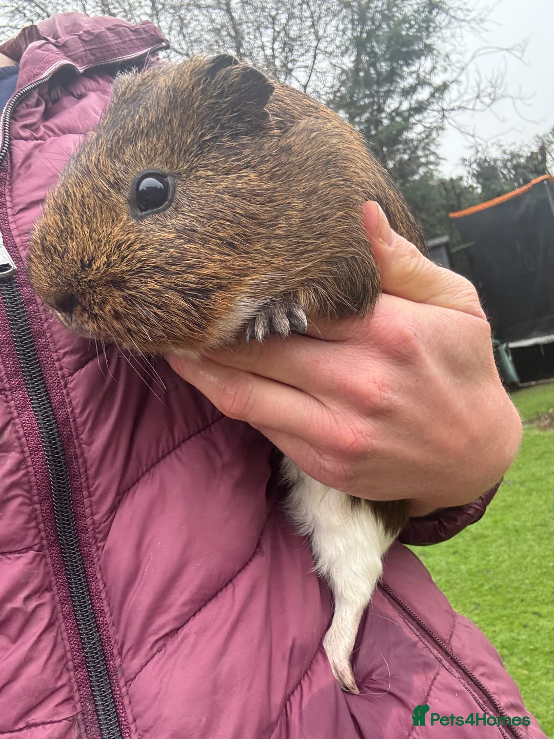Guinea Pig rodents for sale: Adult male guinea pigs left  £10 each - Advert 1