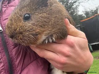 Guinea Pig rodents Adult male guinea pigs left £10 each - Advert 22