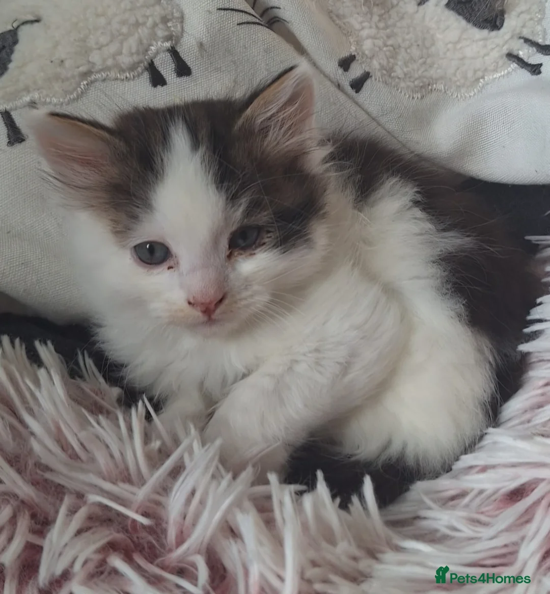 RagaMuffin cats for sale: Gorgeous ragdoll x  - Advert 2