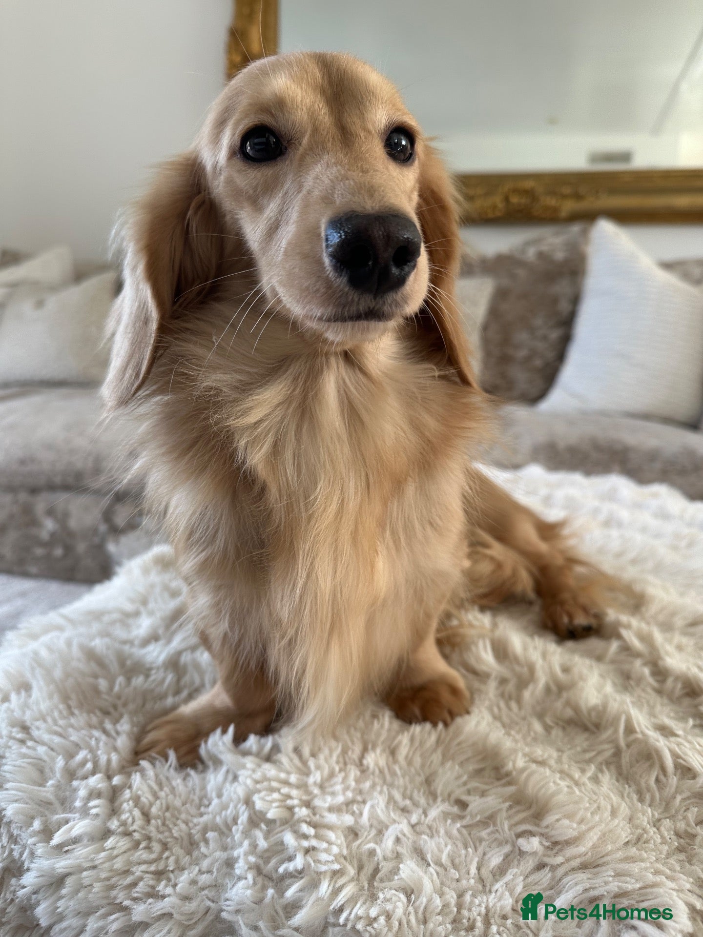 Miniature Dachshund dogs ⭐️⭐️👑👑 KING OF CREAMS 👑👑⭐️⭐️ - Advert 8