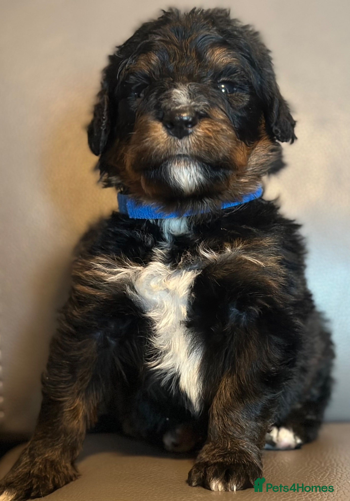 Bernedoodle dogs standard F1 Bernadoodles 2 reserved  - Advert 2
