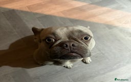 French Bulldog dogs for sale: 3yr old French bulldog - Image 2