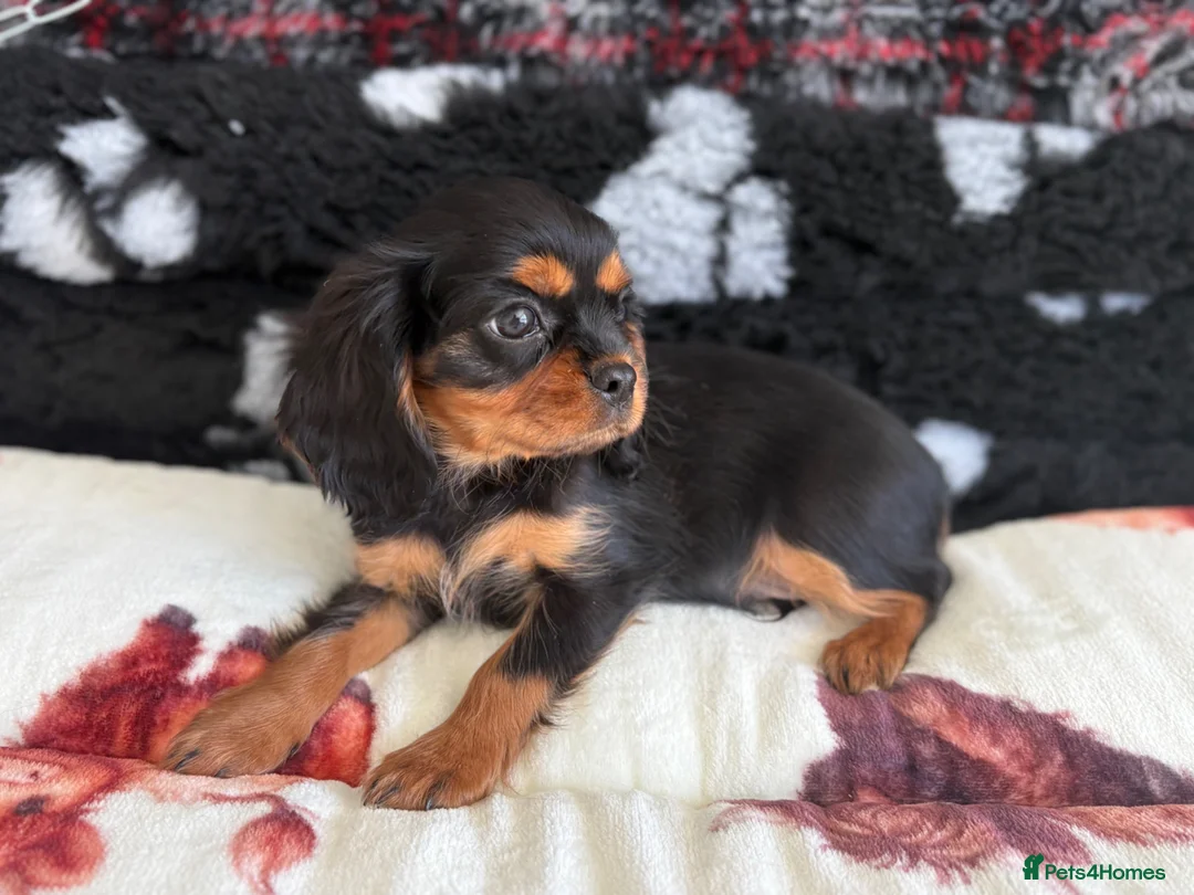 Cavalier King Charles Spaniel dogs for sale: 1 handsome boy left - health tested parents & kc p - Advert 1