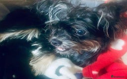 Mixed Breed dogs for sale: Beautiful 8 week old Chug x Papillion Boy & Girl  - Image 4
