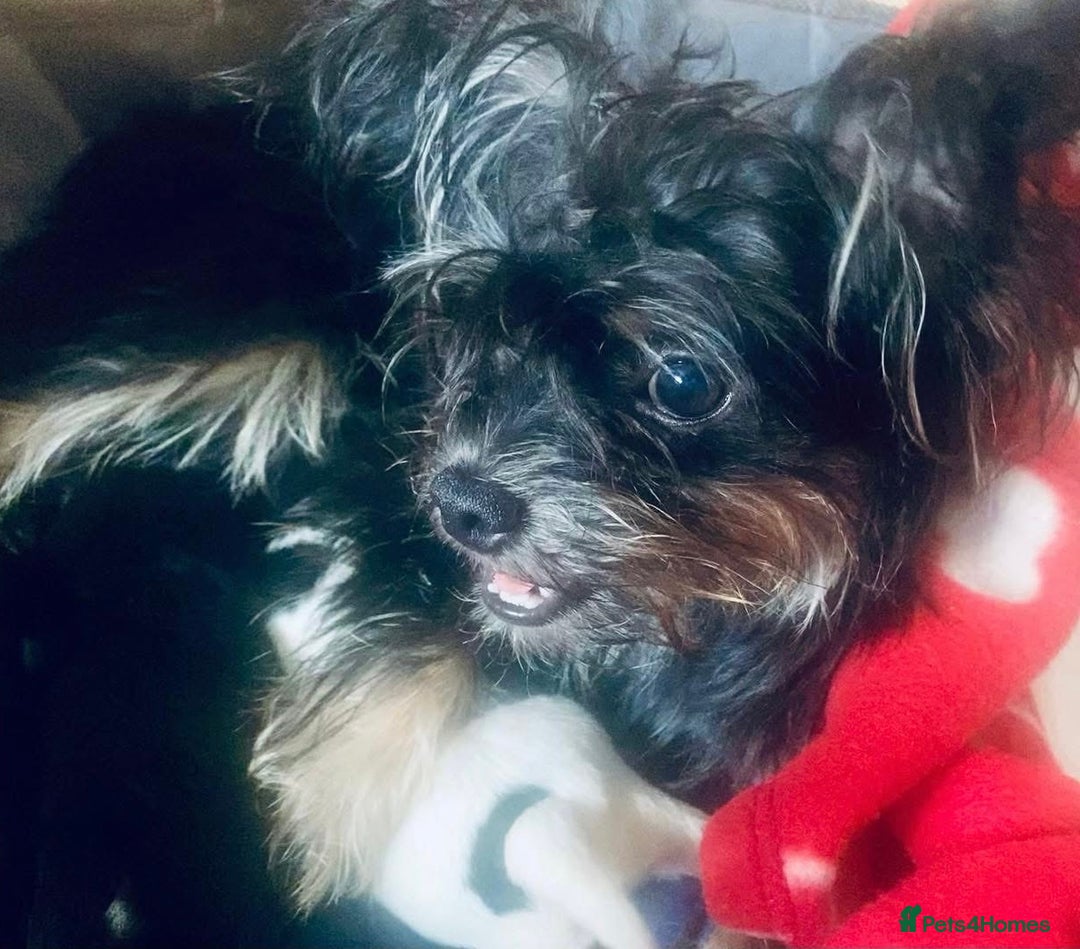 Mixed Breed dogs for sale: Beautiful 8 week old Chug x Papillion Boy & Girl  - Image 4