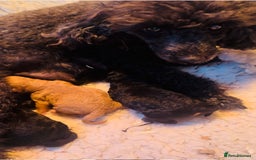 Miniature Poodle dogs for sale: Wow 🤩 how stunning  - Image 9