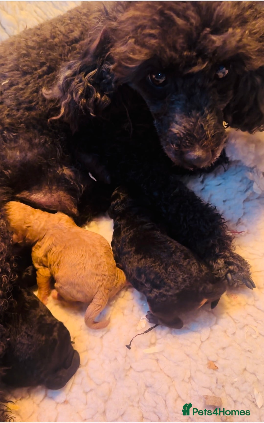 Miniature Poodle dogs for sale: Wow 🤩 how stunning  - Image 9